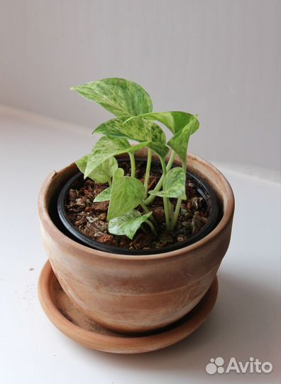 Эпипремнум Марбл Квин