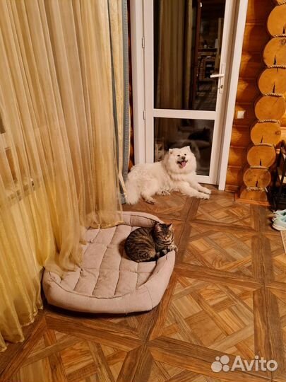 Передержка собак