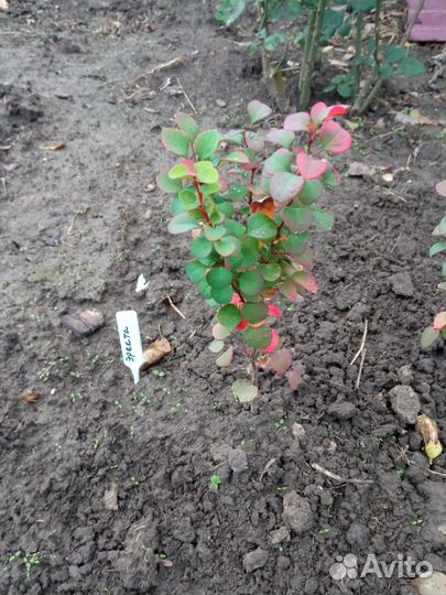 Барбарис тунберга Эректа