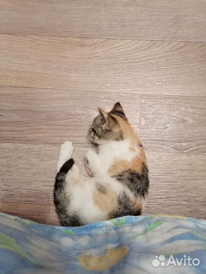 Шотландская кошечка