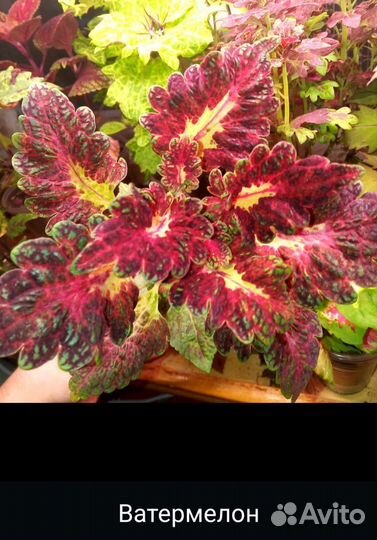 Колеусы сортовые