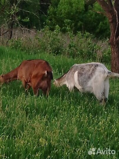 Козье молоко