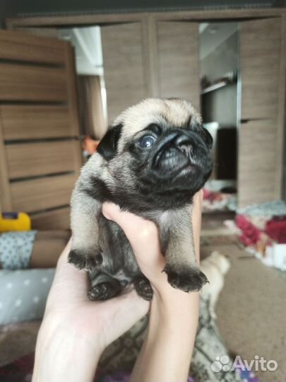 Щенки мопса