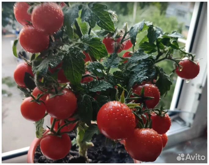 Рассада помидор