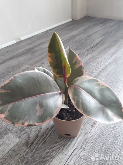 Фикус эластика белиз