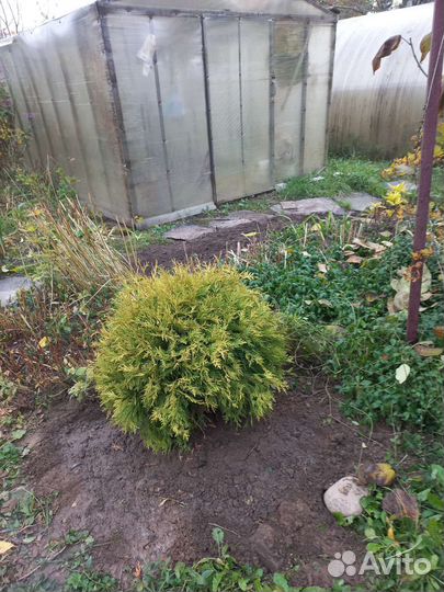 Туя шаровидная Голден глоб