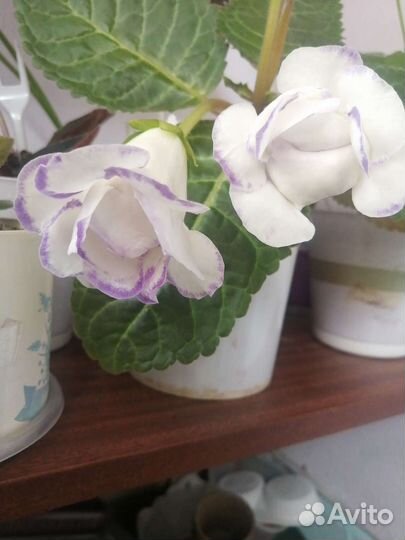 Глоксиния махровая