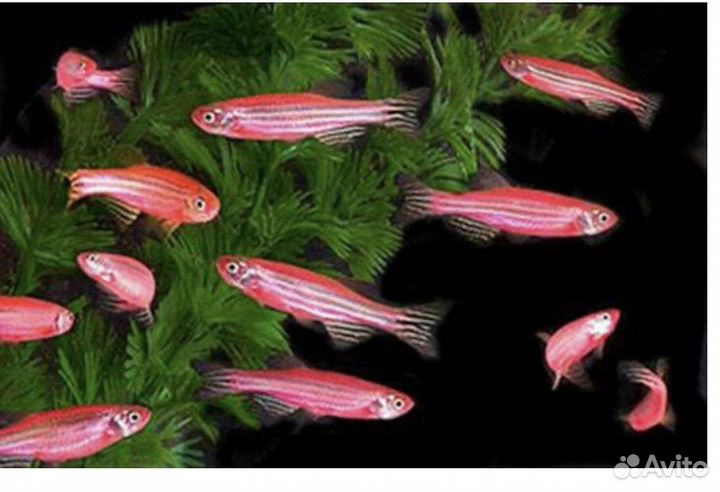 Аквариумные рыбки