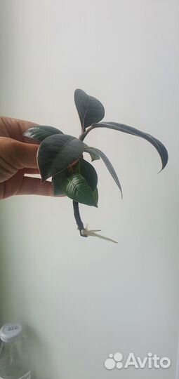 Фикус каучуконосный