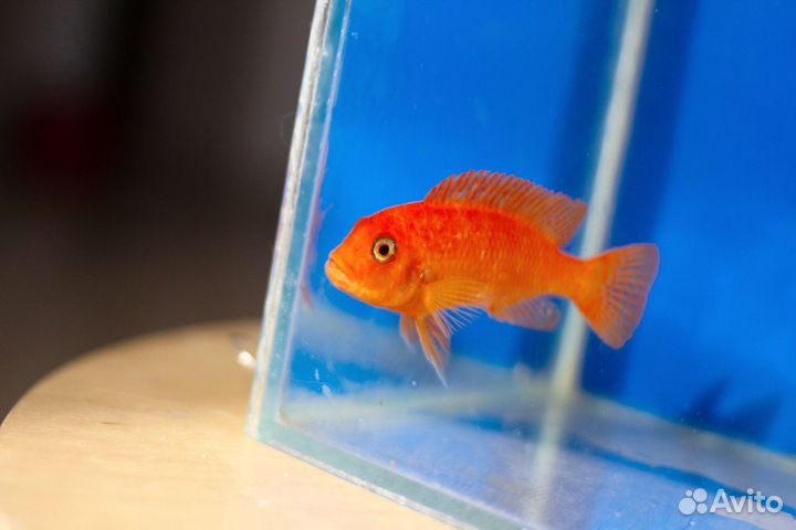 Рыбки цихлиды