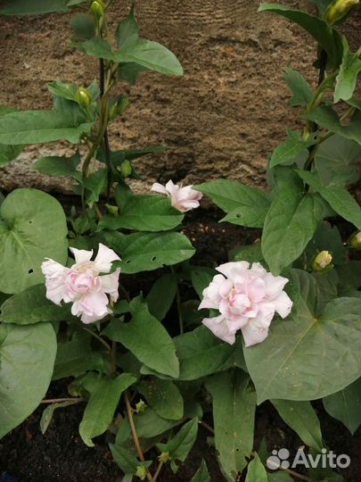 Калистегия махровая