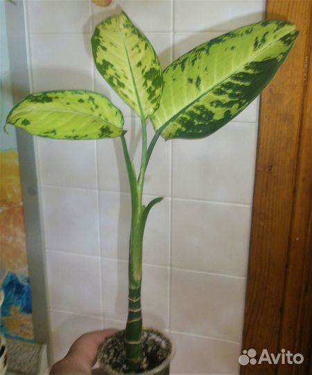 Диффенбахии Аврора и Дракон Скейл