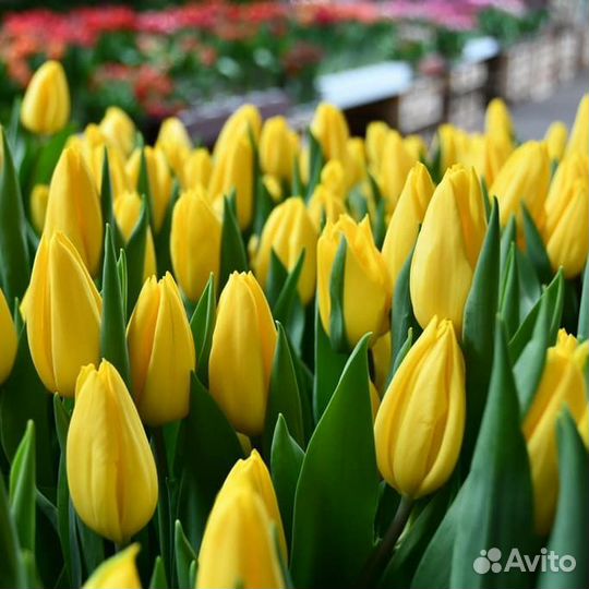 Луковицы тюльпанов