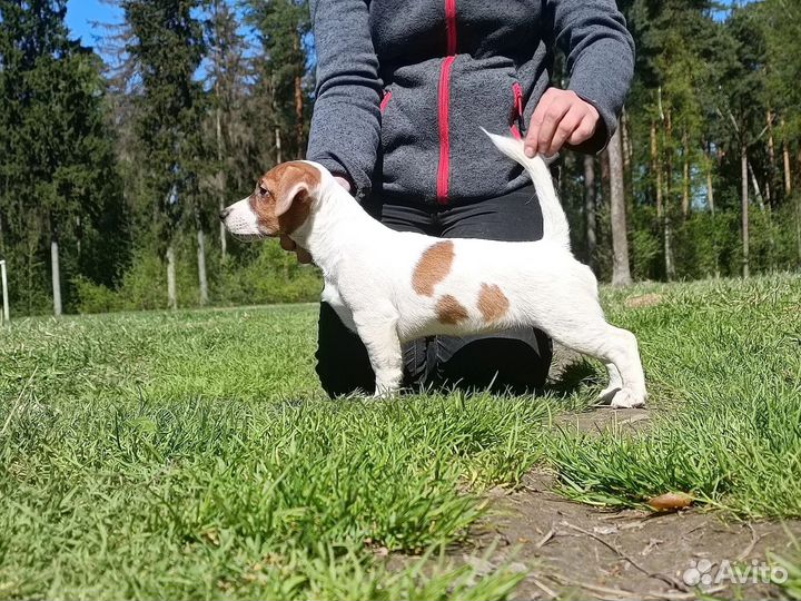Джек Рассел терьер девочка