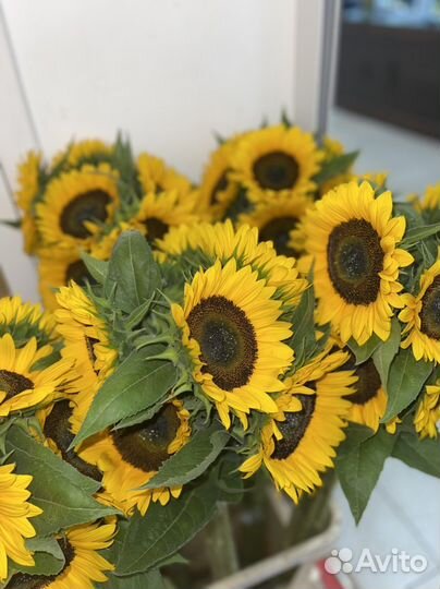 Подсолнухи цветы