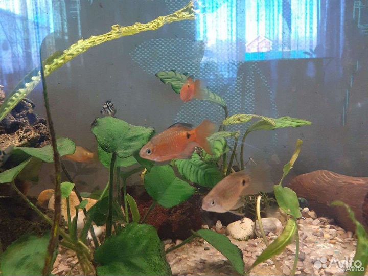 Попугай тигровый