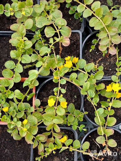 Вербейник монетчатый зелёный