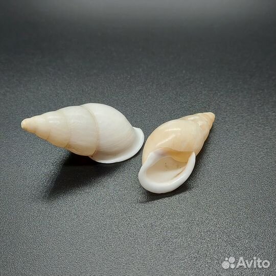 Ракушка 43мм,46мм