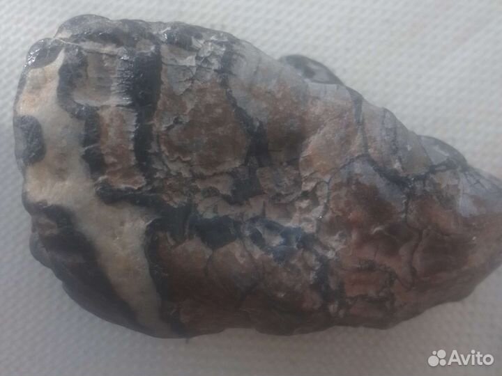 Окаменелое дерево