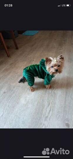 Комбинезон для маленькой собаки