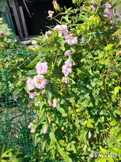 Многолетние садовые цветы