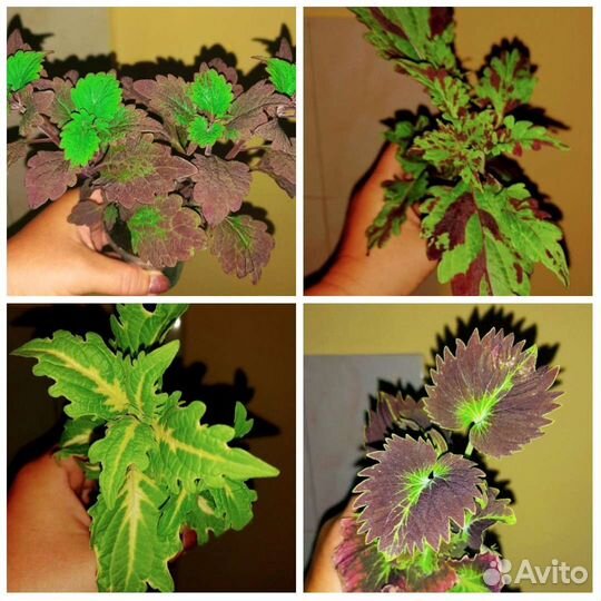 Комнатные растения