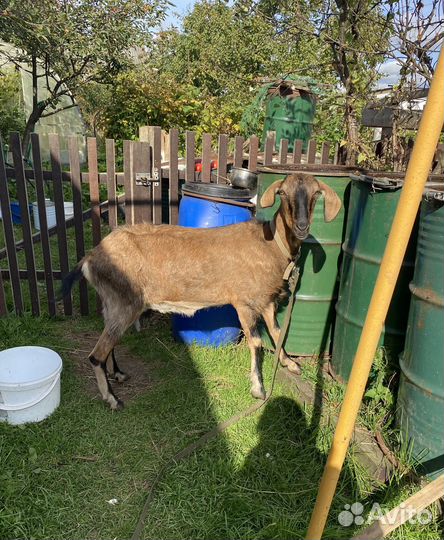 Дойная коза и козел