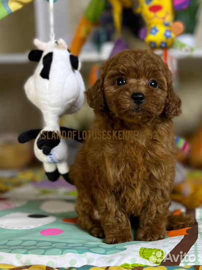 Той-пудель ред девочка и мальчик РКФ