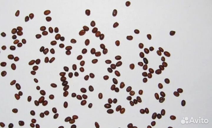 Акация желтая белая семена