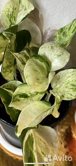 Антуриумы, эпипремнум, фикус, аглаонема