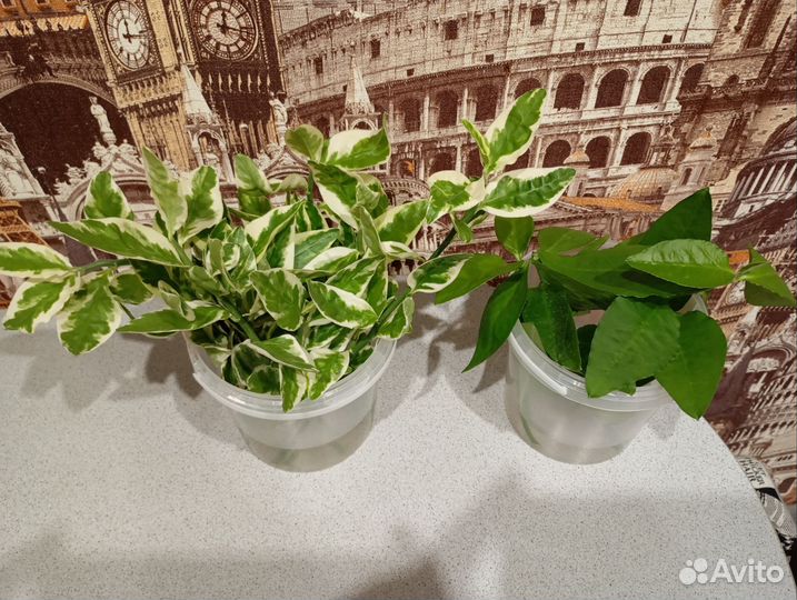 Комнатные растения