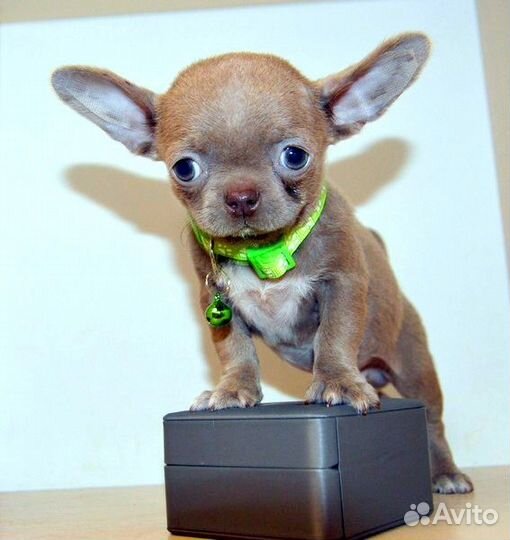 Чихуахуа лиловые красивые мальчики