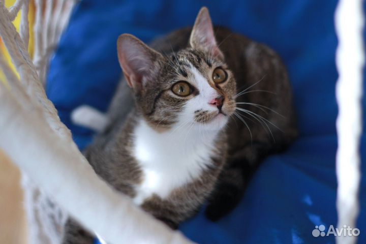 Котенок девочка 5 месяцев