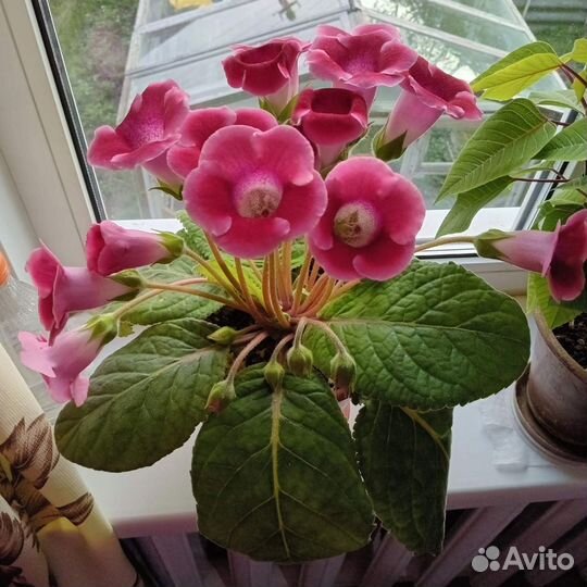 Комнатные растения