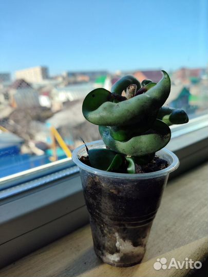 Хойя компакта