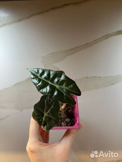 Алоказия полли