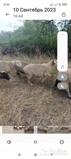 Овцы бараны