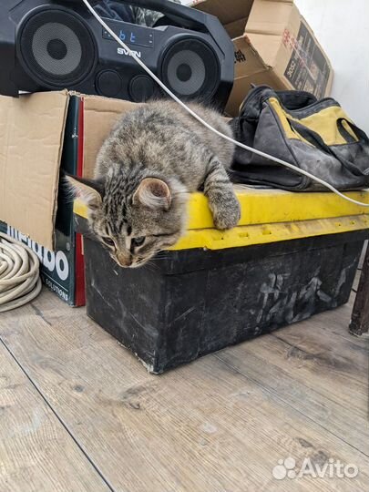 Котенок. Ищет дом