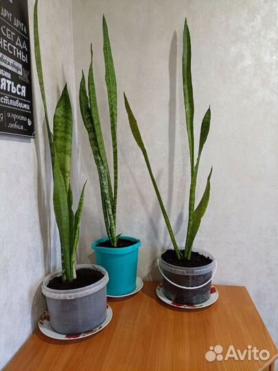 Сансевиерия (Щучий хвост)