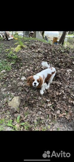 Кинг чарльз спаниель