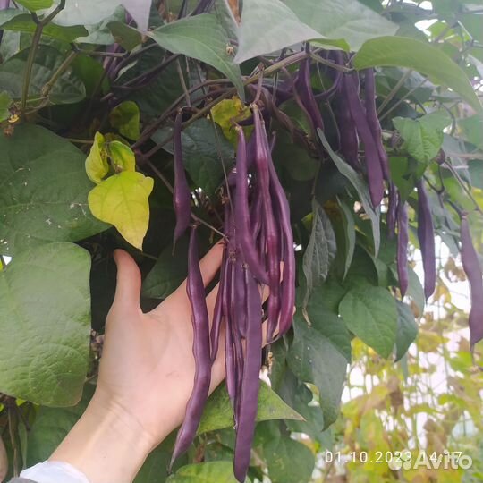 Семена, Фасоль стручковая/спаржевая, вьющаяся