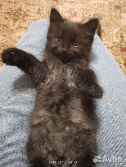 Котята в добрые руки бесплатно