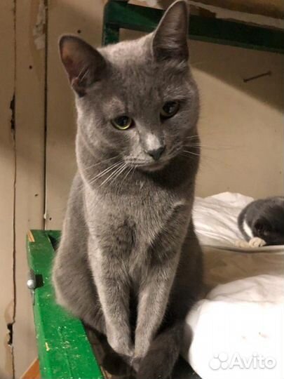 Кошечка 1,5 года,Русская голубая