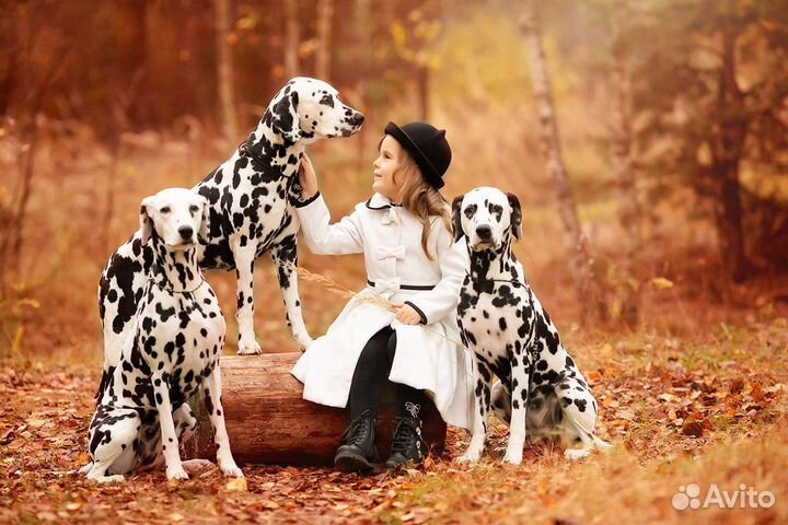 Далматины/далматинец для фотосессий/фотосессия