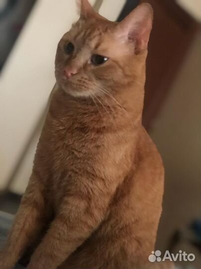 Отдам бесплатно