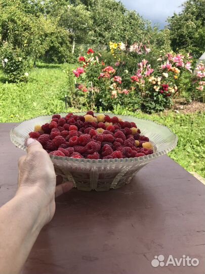 Малина красная саженцы