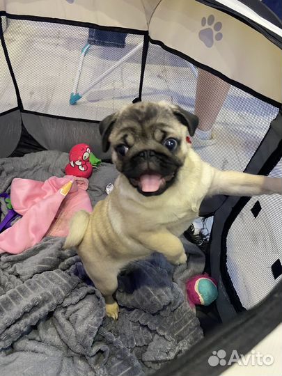 Щенки мопса