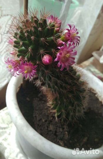 Продаю кактусы