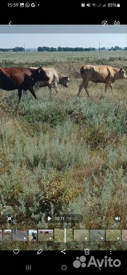 Корова бычок и три тёлки