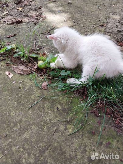 Котики силкерк рекс бесплатно в добрые руки